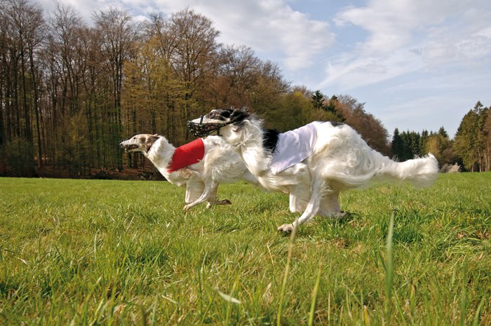 Deutsche Windhund-Coursing-Meisterschaft